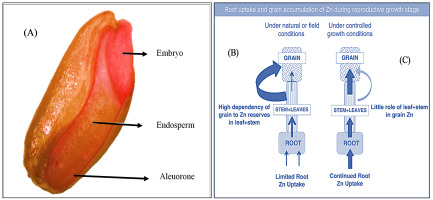 https://www.journalssystem.com/agb/f/fulltexts/159809/b5f421f1-9557-4bfc-bbc0-3331803e437e-ufigure-1_min.jpg