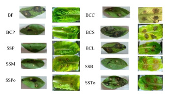 https://www.journalssystem.com/agb/f/fulltexts/159812/Figure_1_min.jpg