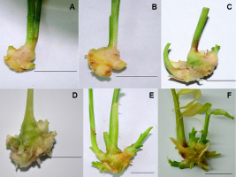 https://www.journalssystem.com/agb/f/fulltexts/159829/Figure_1_min.jpg