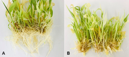 https://www.journalssystem.com/agb/f/fulltexts/159829/Figure_4_min.jpg