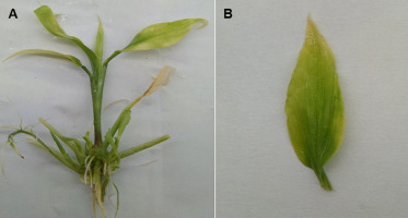 https://www.journalssystem.com/agb/f/fulltexts/159829/Figure_7_min.jpg