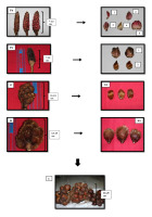 https://www.journalssystem.com/agb/f/fulltexts/159836/Figure_4_min.jpg