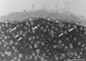 https://www.journalssystem.com/agb/f/fulltexts/159845/Figure_10_min.jpg