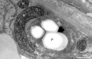 https://www.journalssystem.com/agb/f/fulltexts/159845/Figure_15_min.jpg