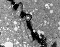 https://www.journalssystem.com/agb/f/fulltexts/159845/Figure_20_min.jpg