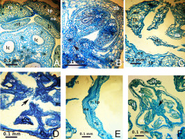 https://www.journalssystem.com/agb/f/fulltexts/159849/Figure_2_min.jpg