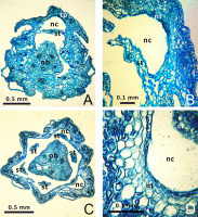 https://www.journalssystem.com/agb/f/fulltexts/159849/Figure_3_min.jpg