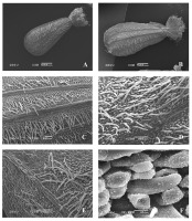 https://www.journalssystem.com/agb/f/fulltexts/159850/Figure_9_min.jpg