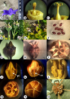 https://www.journalssystem.com/agb/f/fulltexts/159852/Figure_1_min.jpg