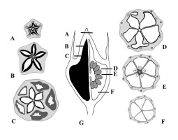 https://www.journalssystem.com/agb/f/fulltexts/159852/Figure_2_min.jpg