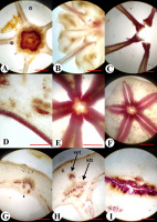 https://www.journalssystem.com/agb/f/fulltexts/159852/Figure_3_min.jpg