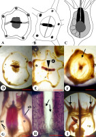 https://www.journalssystem.com/agb/f/fulltexts/159852/Figure_6_min.jpg