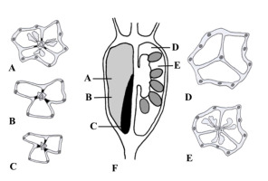 https://www.journalssystem.com/agb/f/fulltexts/159852/Figure_9_min.jpg