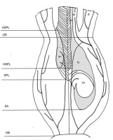 https://www.journalssystem.com/agb/f/fulltexts/159854/Figure_4_min.jpg