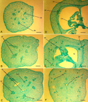 https://www.journalssystem.com/agb/f/fulltexts/159854/Figure_5_min.jpg