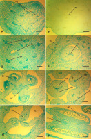 https://www.journalssystem.com/agb/f/fulltexts/159854/Figure_7_min.jpg