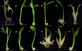 https://www.journalssystem.com/agb/f/fulltexts/162584/Figure_1_min.jpg