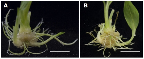 https://www.journalssystem.com/agb/f/fulltexts/162584/Figure_2_min.jpg