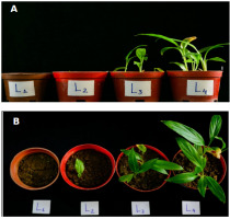 https://www.journalssystem.com/agb/f/fulltexts/162584/Figure_5_min.jpg