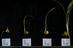 https://www.journalssystem.com/agb/f/fulltexts/162584/Figure_6_min.jpg