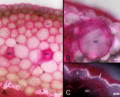 https://www.journalssystem.com/agb/f/fulltexts/167477/Figure_1_min.jpg