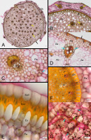 https://www.journalssystem.com/agb/f/fulltexts/167477/Figure_2_min.jpg