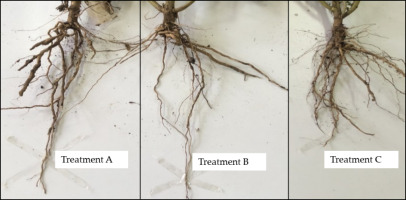 https://www.journalssystem.com/agb/f/fulltexts/168485/Figure_2_min.jpg