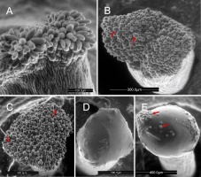 https://www.journalssystem.com/agb/f/fulltexts/169344/Figure_1_min.jpg