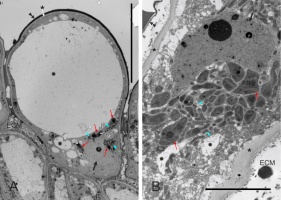 https://www.journalssystem.com/agb/f/fulltexts/169344/Figure_3_min.jpg