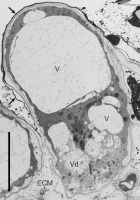 https://www.journalssystem.com/agb/f/fulltexts/169344/Figure_5_min.jpg