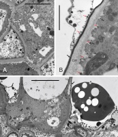 https://www.journalssystem.com/agb/f/fulltexts/169344/Figure_6_min.jpg