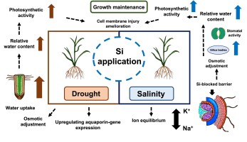 https://www.journalssystem.com/agb/f/fulltexts/172075/Figure_4_min.jpg