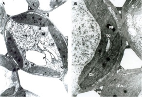 https://www.journalssystem.com/agb/f/fulltexts/172969/Figure_1_min.jpg