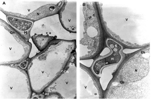 https://www.journalssystem.com/agb/f/fulltexts/172969/Figure_2AB_min.jpg