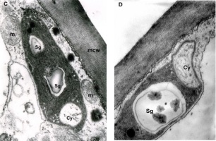 https://www.journalssystem.com/agb/f/fulltexts/172969/Figure_2CD_min.jpg