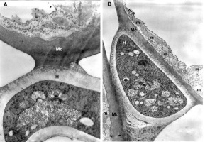https://www.journalssystem.com/agb/f/fulltexts/172969/Figure_3AB_min.jpg
