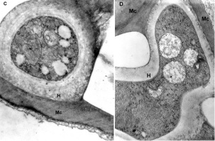 https://www.journalssystem.com/agb/f/fulltexts/172969/Figure_3CD_min.jpg