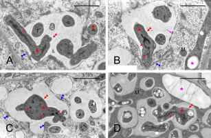 https://www.journalssystem.com/agb/f/fulltexts/176077/Figure_5_min.jpg