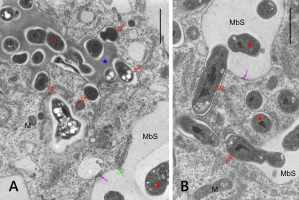 https://www.journalssystem.com/agb/f/fulltexts/176077/Figure_7_min.jpg