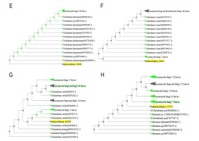 https://www.journalssystem.com/agb/f/fulltexts/182943/Figure_1e-h_min.jpg