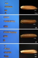 https://www.journalssystem.com/agb/f/fulltexts/185310/Figure_3_min.jpg