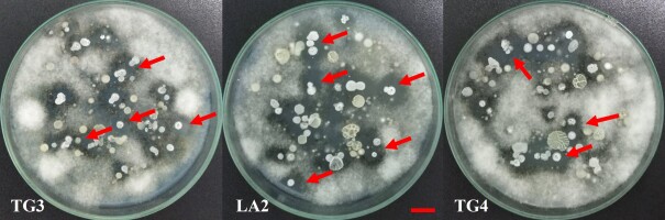 https://www.journalssystem.com/agb/f/fulltexts/187896/Figure_2_min.jpg