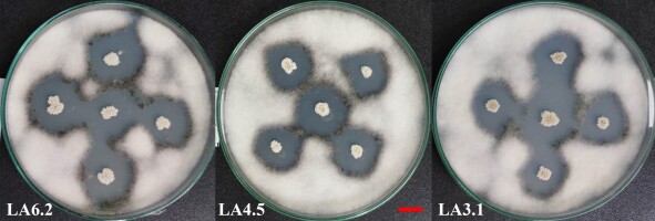 https://www.journalssystem.com/agb/f/fulltexts/187896/Figure_3_min.jpg