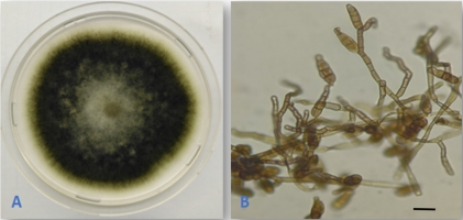 https://www.journalssystem.com/agb/f/fulltexts/190222/Figure_1_min.jpg
