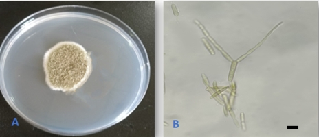 https://www.journalssystem.com/agb/f/fulltexts/190222/Figure_5_min.jpg