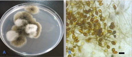 https://www.journalssystem.com/agb/f/fulltexts/190222/Figure_6_min.jpg