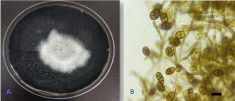 https://www.journalssystem.com/agb/f/fulltexts/190222/Figure_7_min.jpg