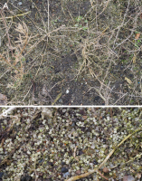 https://www.journalssystem.com/agb/f/fulltexts/197286/Figure_4_min.jpg