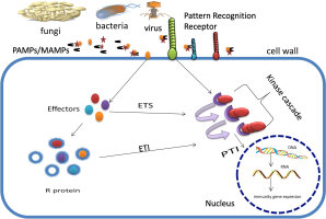 https://www.journalssystem.com/agb/f/fulltexts/201389/Figure_1_min.jpg