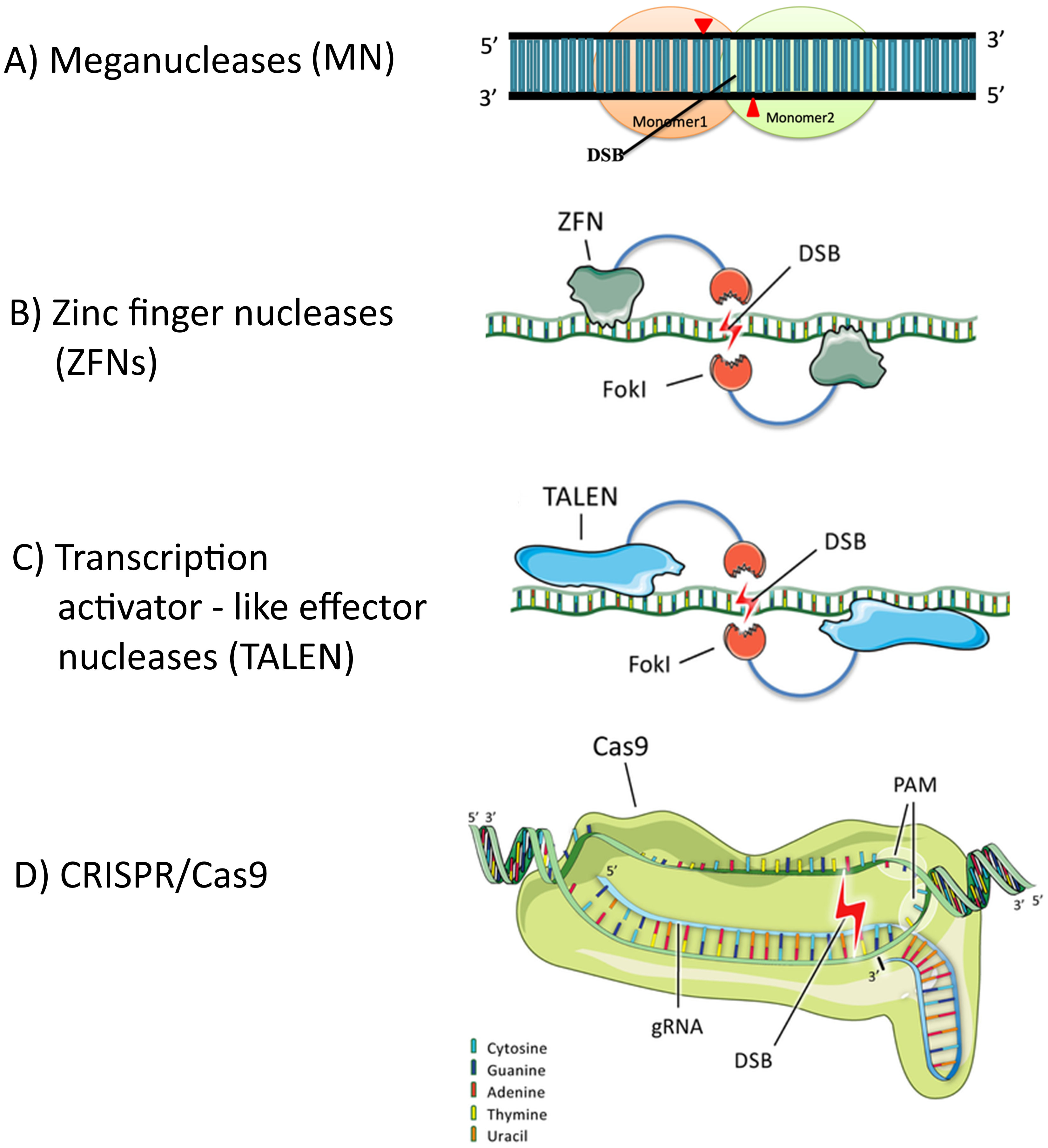 Recent Advances in CRISPR/Cas9 Technology for Engineering Disease  Resistance in Plants